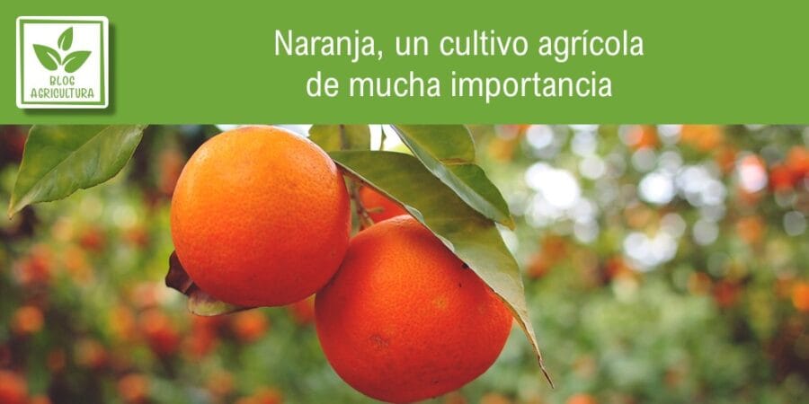 Naranja, un cultivo agrícola de mucha importancia