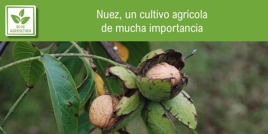 Nuez, un cultivo agrícola de mucha importancia