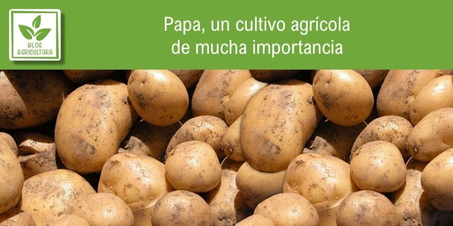 Papa, un cultivo agrícola de mucha importancia