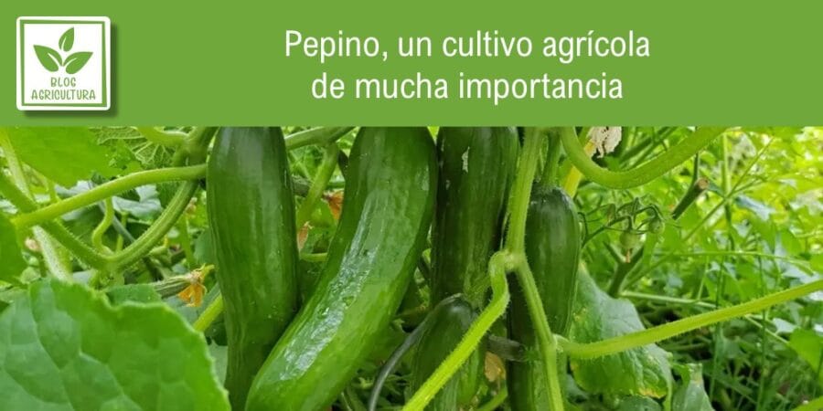 Pepino, un cultivo agrícola de mucha importancia