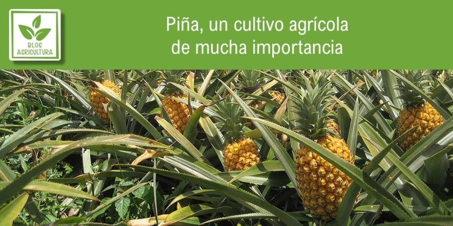 Piña, un cultivo agrícola de mucha importancia
