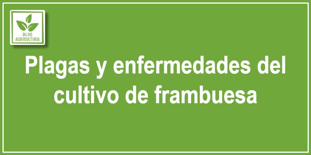 Plagas y enfermedades del cultivo de frambuesa
