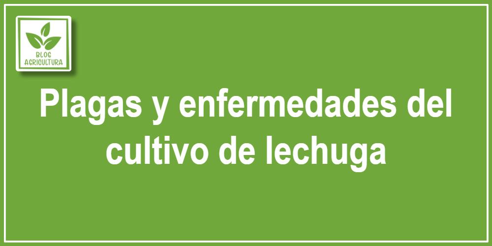 Artículo - Plagas y enfermedades del cultivo de lechuga