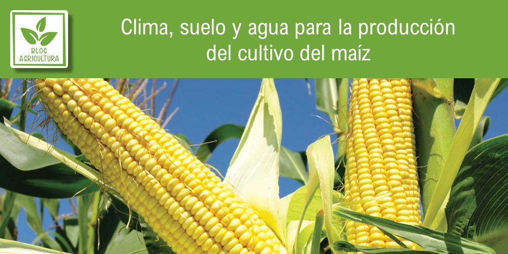 Condiciones de cultivo para maíz