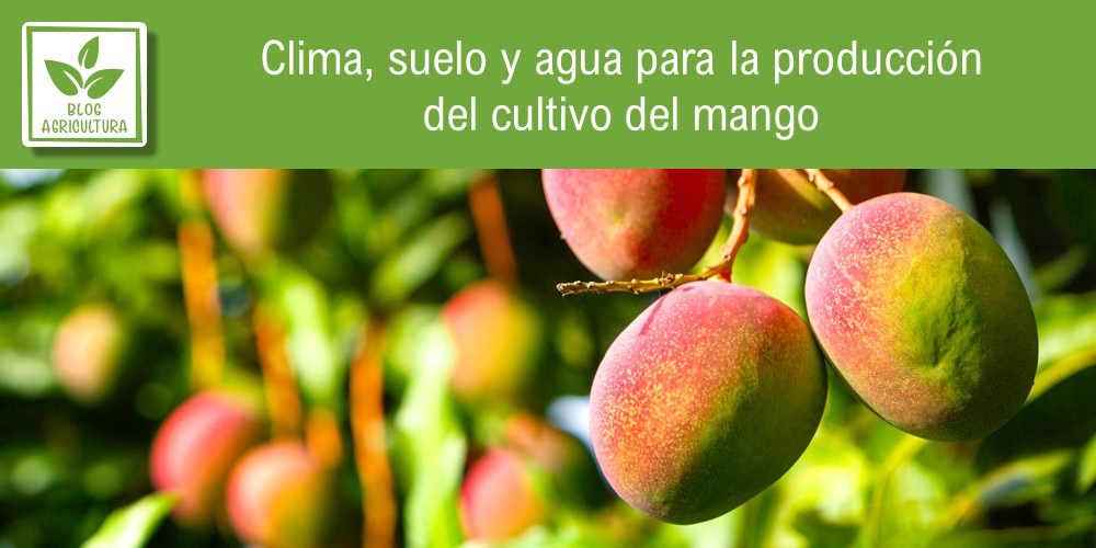 Clima, suelo y agua para la producción del cultivo del mango