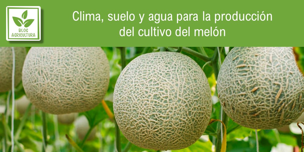 Clima, suelo y agua para la producción del cultivo del melón