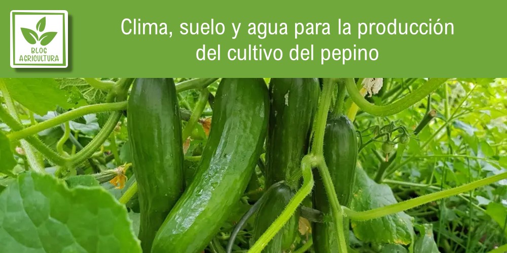 Clima, suelo y agua para la producción del cultivo del pepino