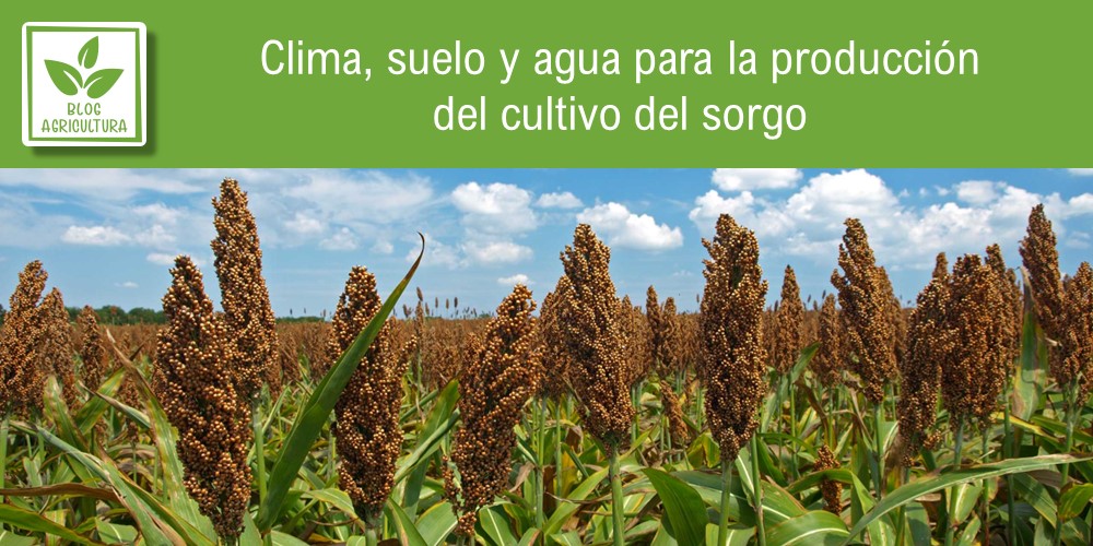 Clima, suelo y agua para la producción del cultivo del sorgo