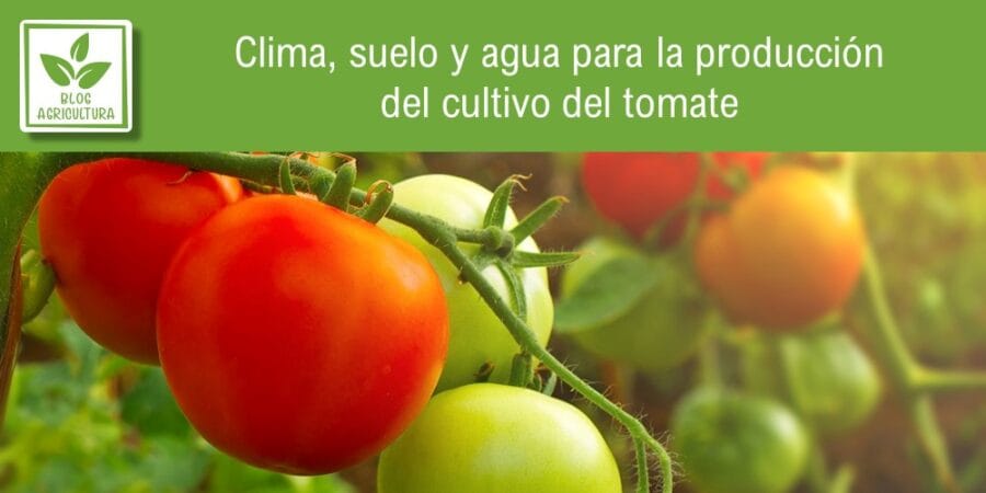 Clima, suelo y agua para la producción del cultivo del tomate