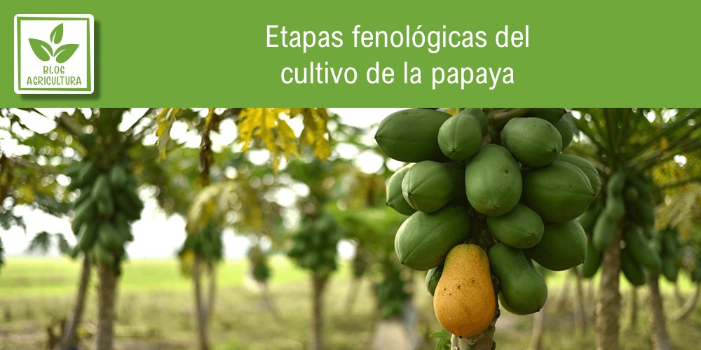 Etapas fenológicas del cultivo de la papaya