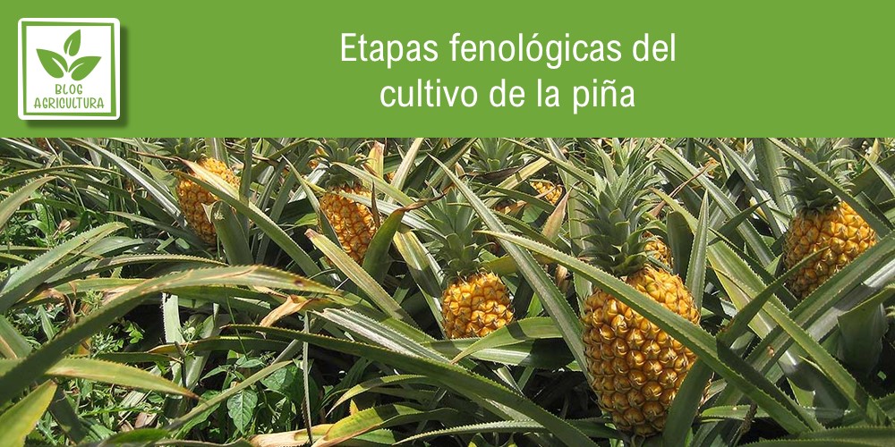 Etapas fenológicas del cultivo de la piña