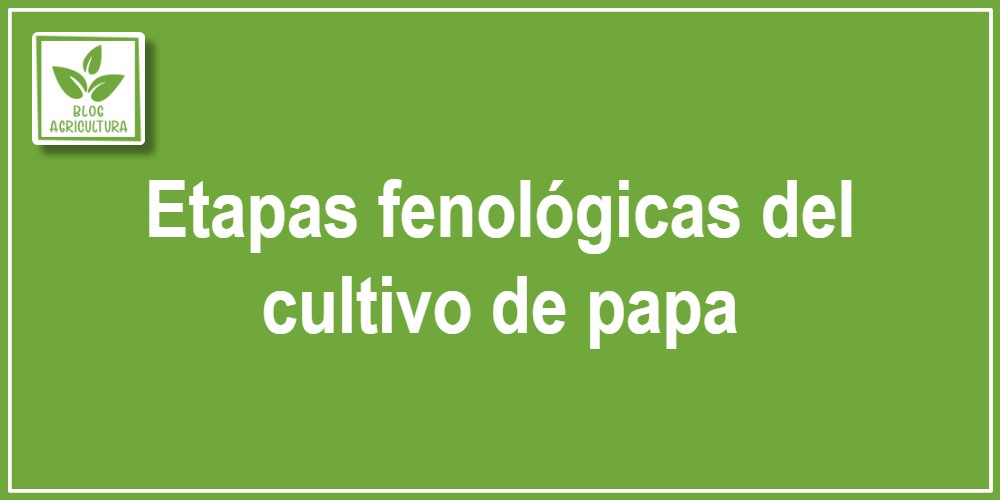 Análisis fenológico: Etapas fenológicas del cultivo de papa