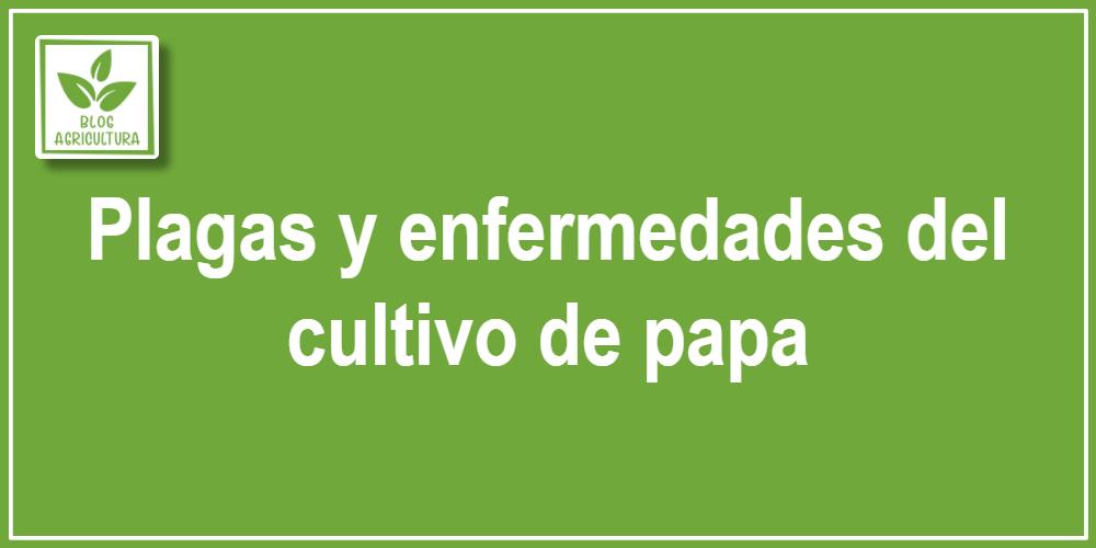 Plagas y enfermedades del cultivo de papa