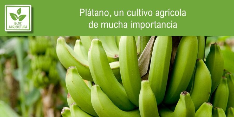 Plátano, un cultivo agrícola de mucha importancia