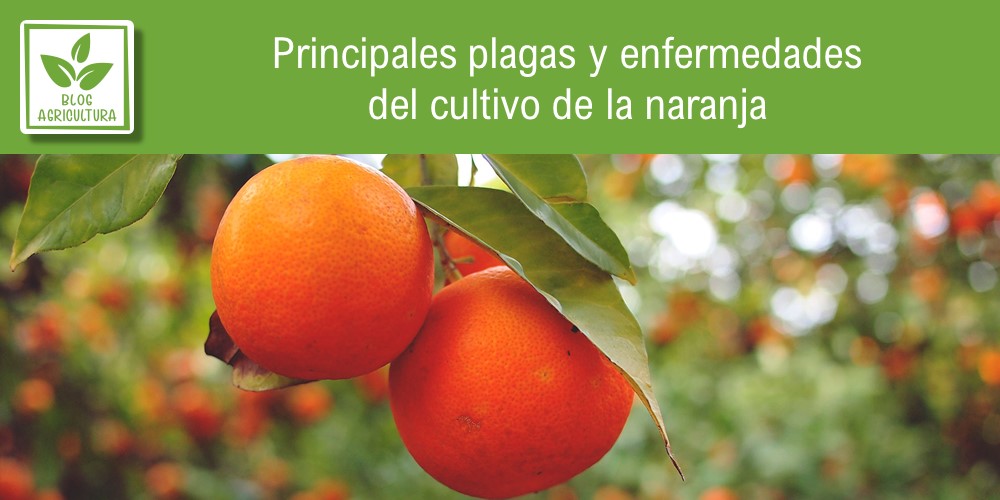 Principales plagas y enfermedades del cultivo de la naranja
