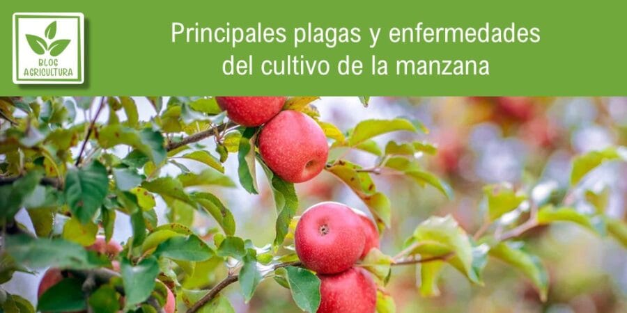 Principales plagas y enfermedades del cultivo de la manzana