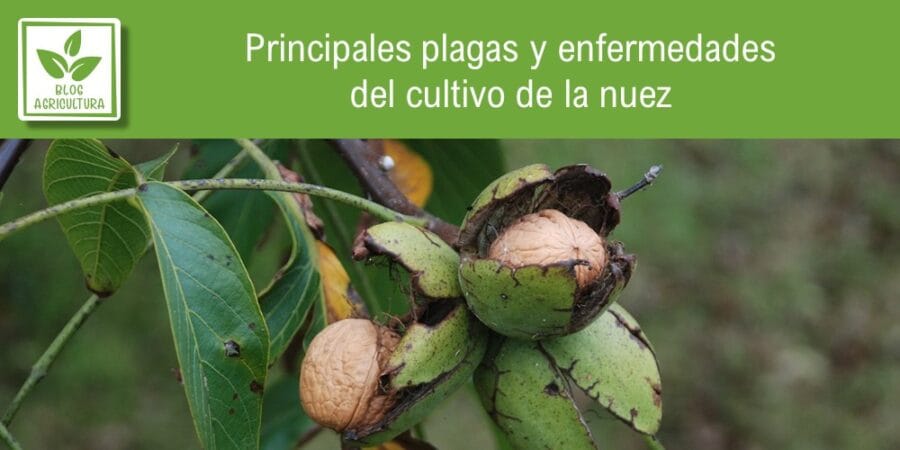 Principales plagas y enfermedades del cultivo de la nuez