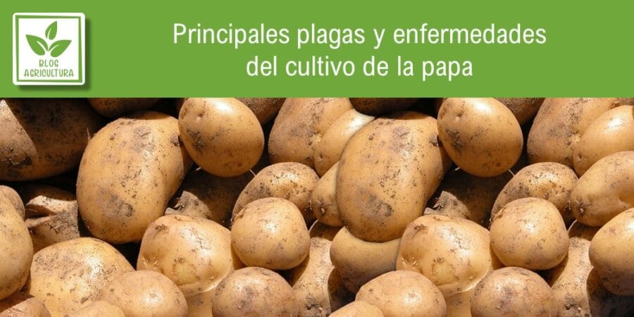 Principales plagas y enfermedades del cultivo de la papa