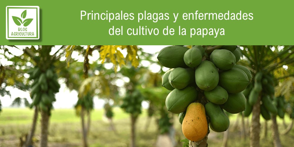 Principales plagas y enfermedades del cultivo de la papaya