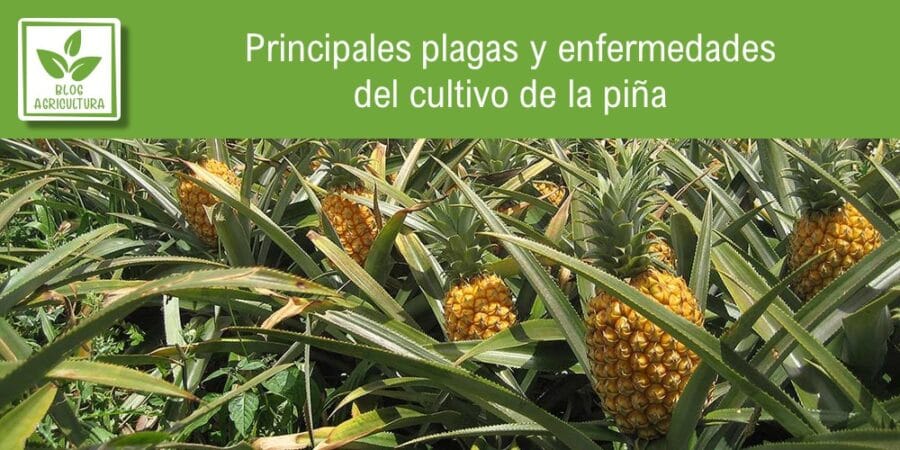 Principales plagas y enfermedades del cultivo de la piña