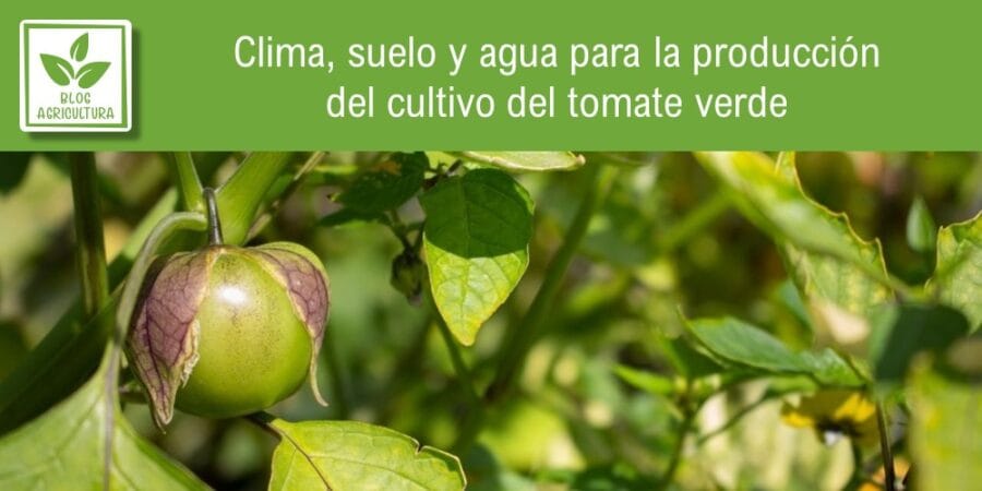 Clima, suelo y agua para la producción del cultivo del tomate verde