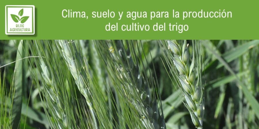 Clima, suelo y agua para la producción del cultivo del trigo