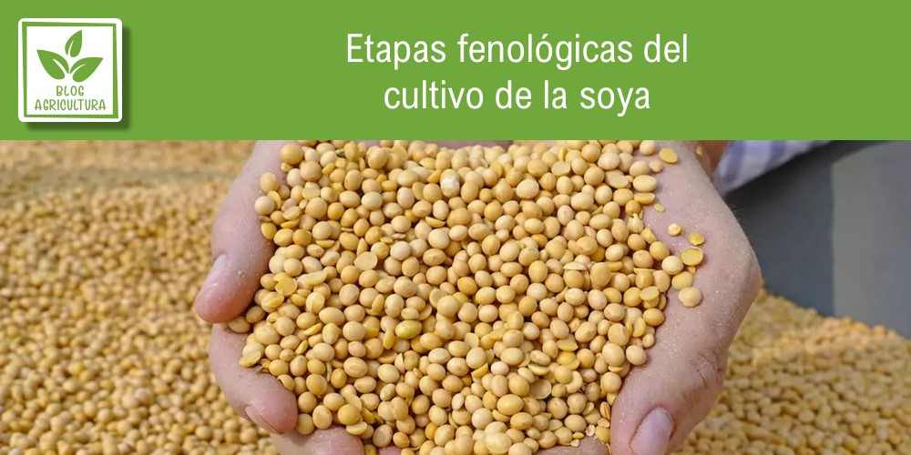 Fenología de cultivo para soya