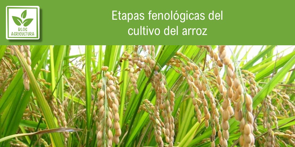 Fenología de cultivo para arroz