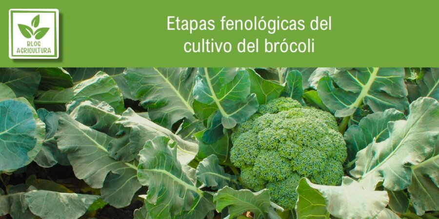 Etapas Fenol Gicas Del Cultivo Del Br Coli