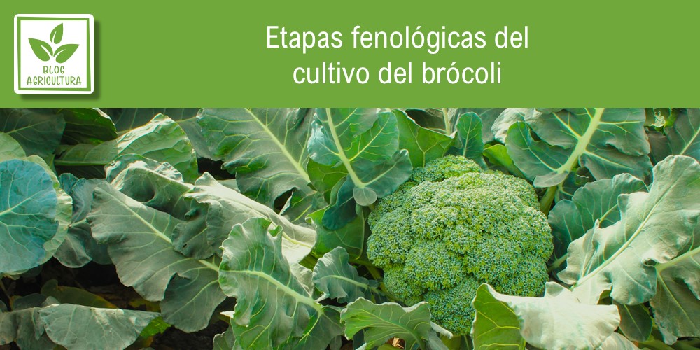 Fenología de cultivo para brócoli
