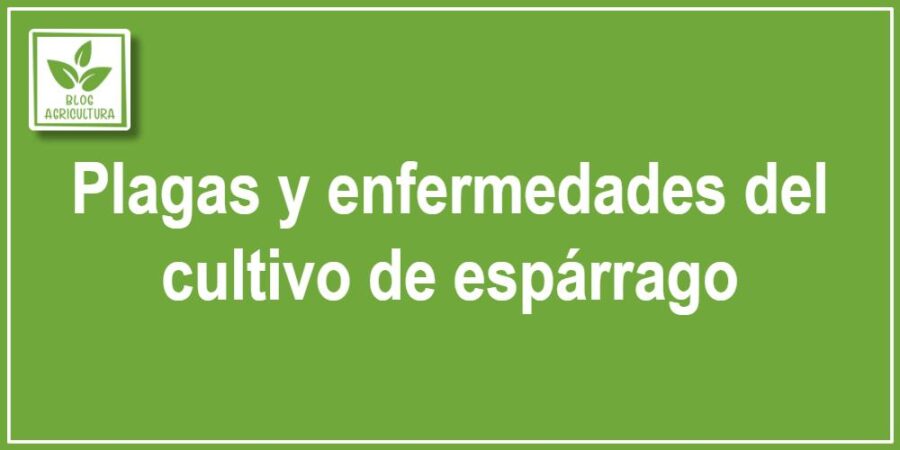 Plagas y enfermedades del cultivo de espárrago