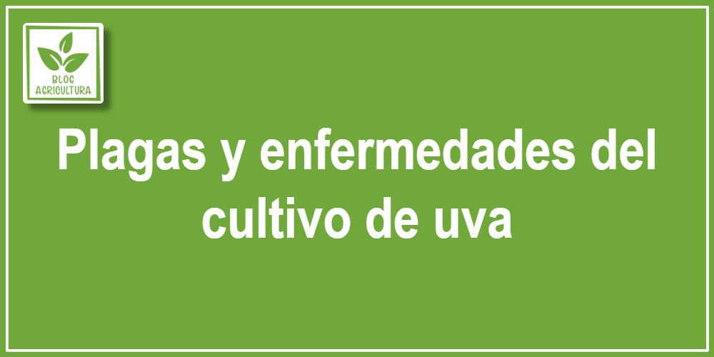 Plagas y enfermedades del cultivo de uva