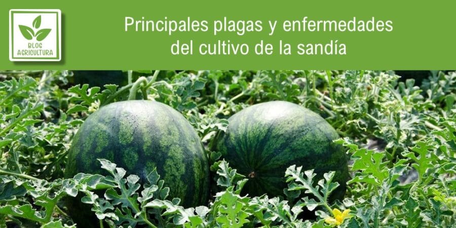 Principales plagas y enfermedades del cultivo de la sandía