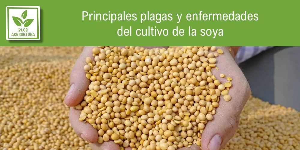 Principales plagas y enfermedades del cultivo de la soya