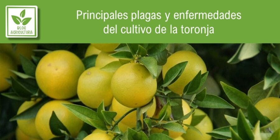 Principales plagas y enfermedades del cultivo de la toronja