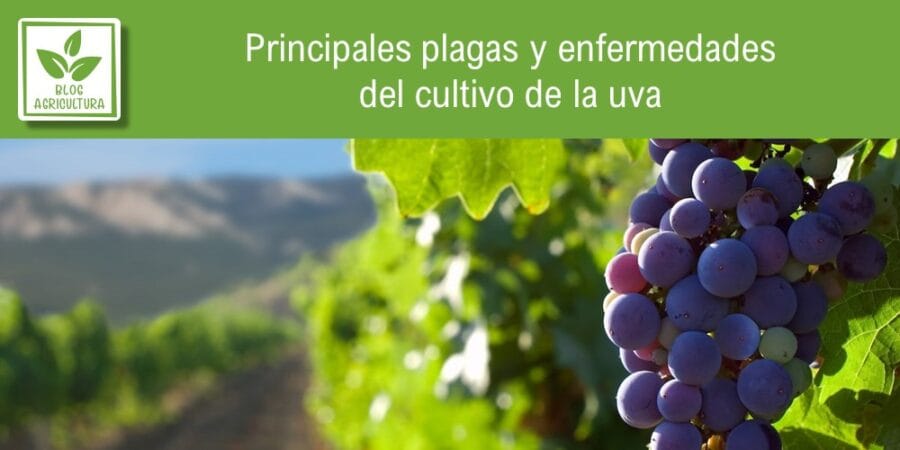 Principales plagas y enfermedades del cultivo de la uva