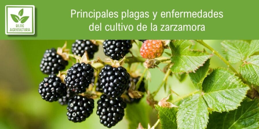 Principales plagas y enfermedades del cultivo de la zarzamora