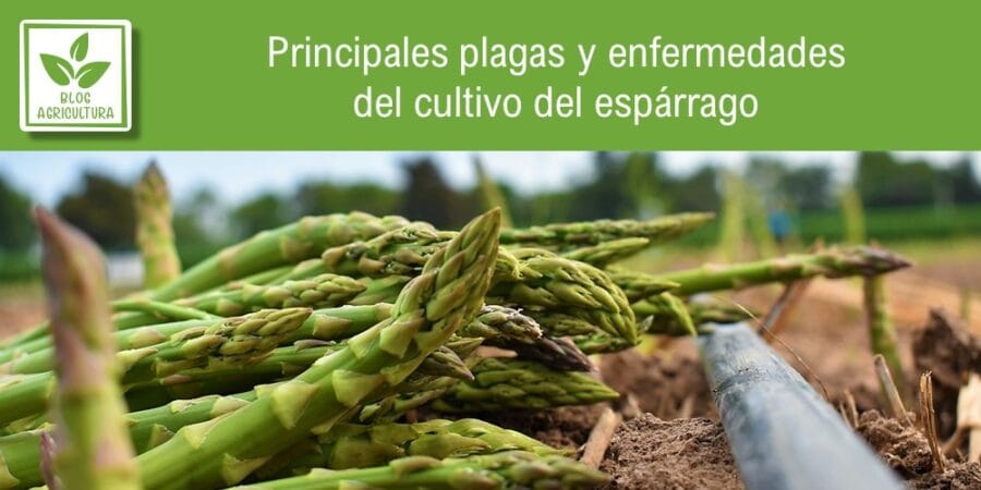 Principales plagas y enfermedades del cultivo del espárrago
