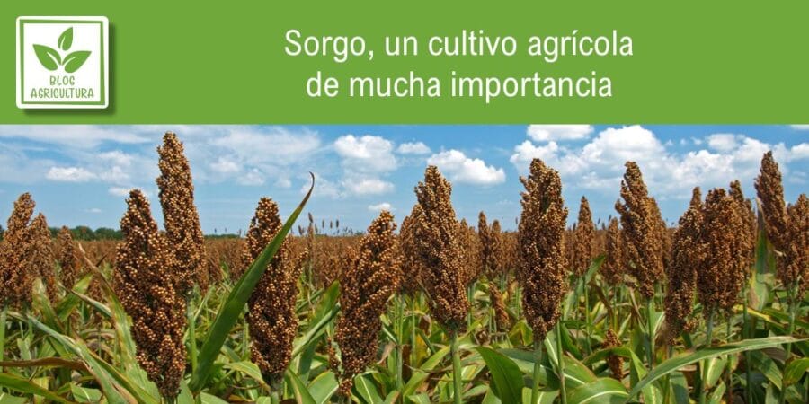 Sorgo, un cultivo agrícola de mucha importancia