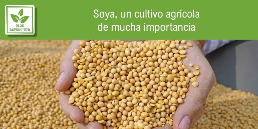 Soya, un cultivo agrícola de mucha importancia