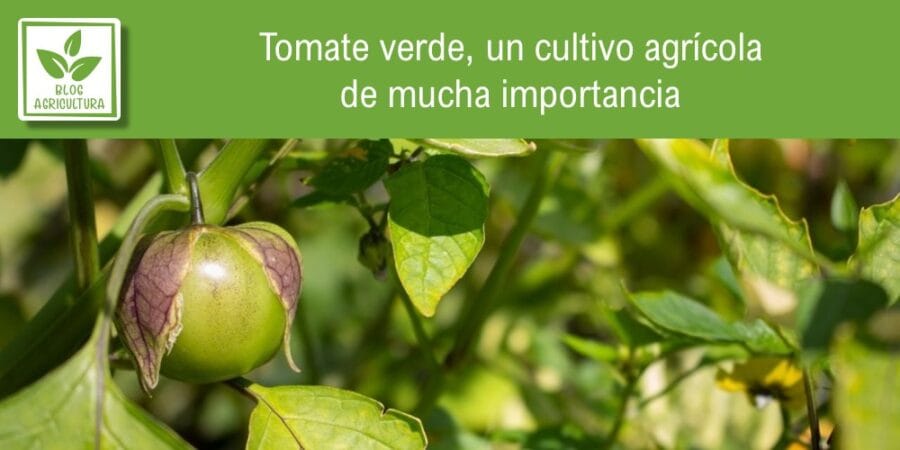 Tomate verde, un cultivo agrícola de mucha importancia