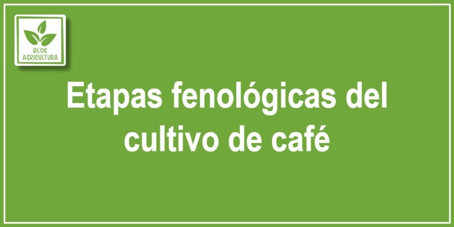Etapas fenológicas del cultivo de café