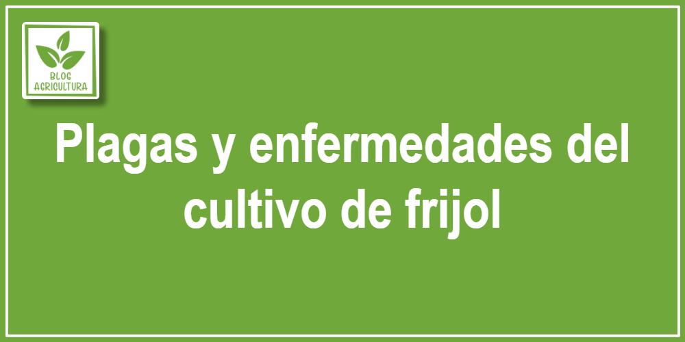 Plagas y enfermedades del cultivo de frijol