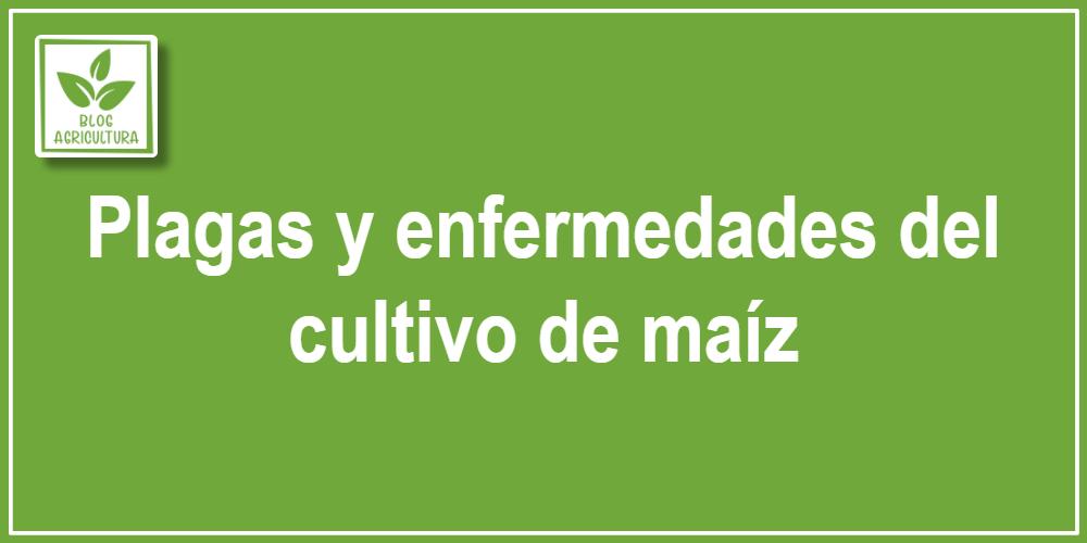 Plagas y enfermedades del cultivo de maíz