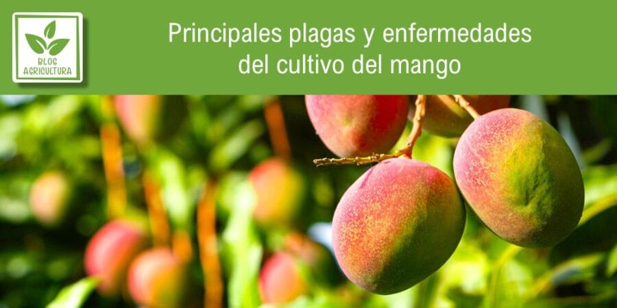 Principales plagas y enfermedades del cultivo del mango