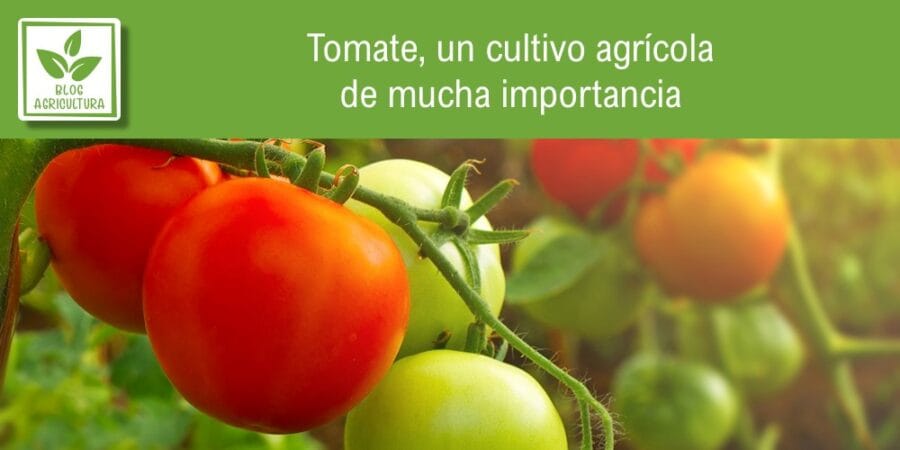 Tomate, un cultivo agrícola de mucha importancia