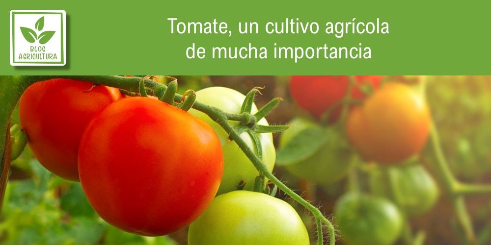 Importancia del cultivo de tomate