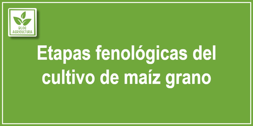 Análisis fenológico: Etapas fenológicas del cultivo de maíz