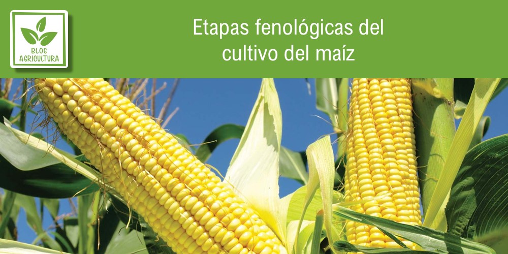 Fenología de cultivo para maíz