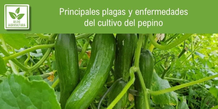 Principales plagas y enfermedades del cultivo del pepino